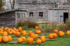 USA, Vermont, Morristown. Pumpkins for sale at old egg farm Art Print